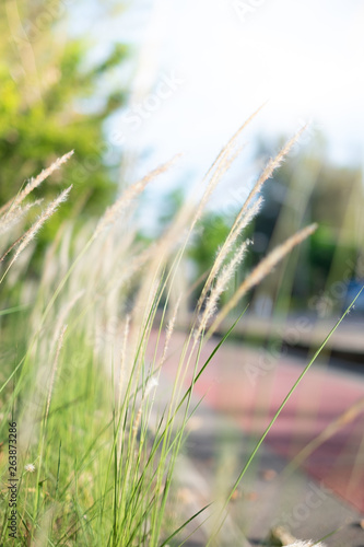 Feather Grass or Needle Grass in field with sunlight and red lane in background, Selective focus