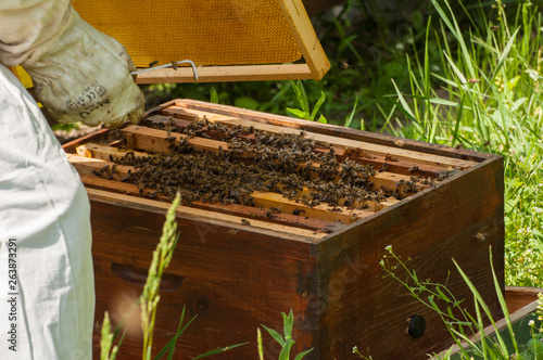 Bees in hive.Apiary.Macro.Insect