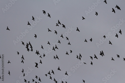 flock of birds © Nurhayat
