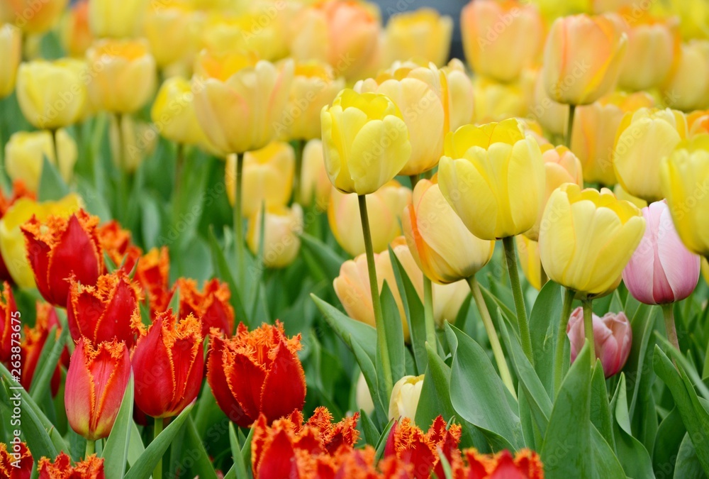 Delicate yellow and red tulips bloom on a flower bed on a spring afternoon Delicate yellow and red tulips bloom on a flower bed on a spring afternoon