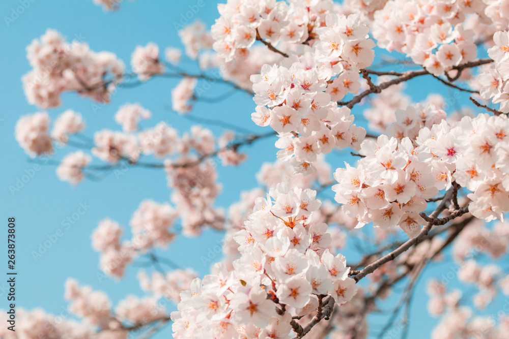Beautiful cherry blossom sakura in spring time with sky background in Japan. Beautiful cherry blossom sakura in spring time with sky background in Japan.