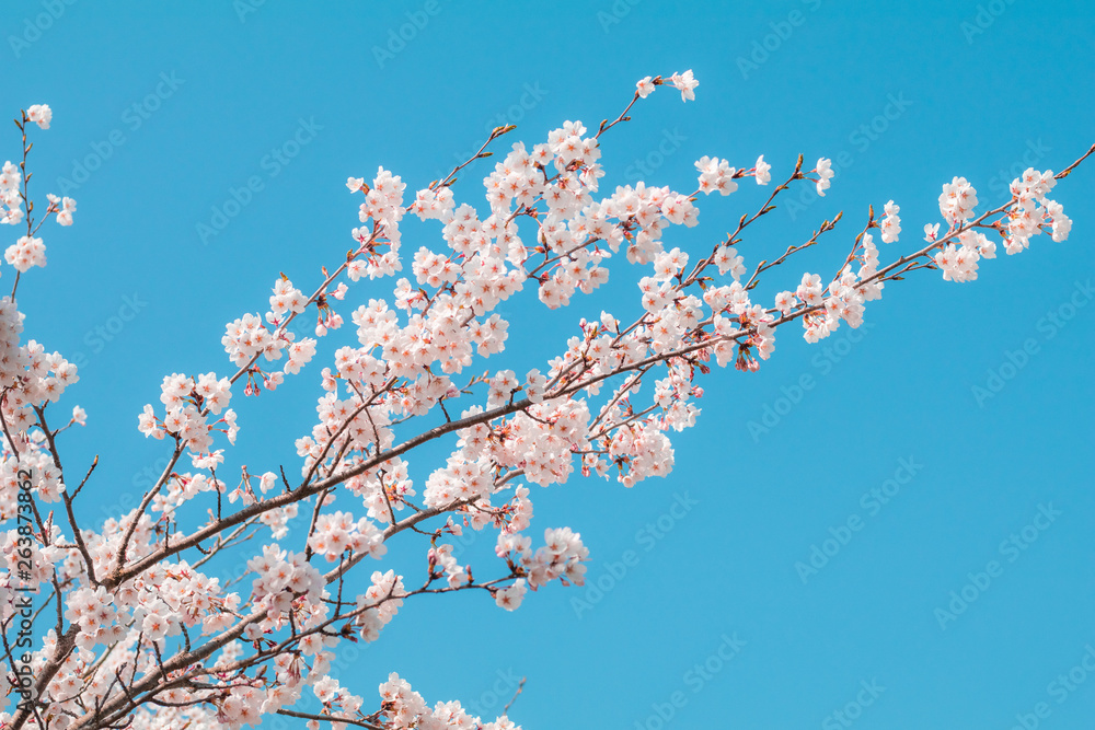 Beautiful cherry blossom sakura in spring time with sky background in Japan. Beautiful cherry blossom sakura in spring time with sky background in Japan.