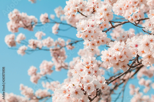 Beautiful cherry blossom sakura in spring time with sky  background in Japan.