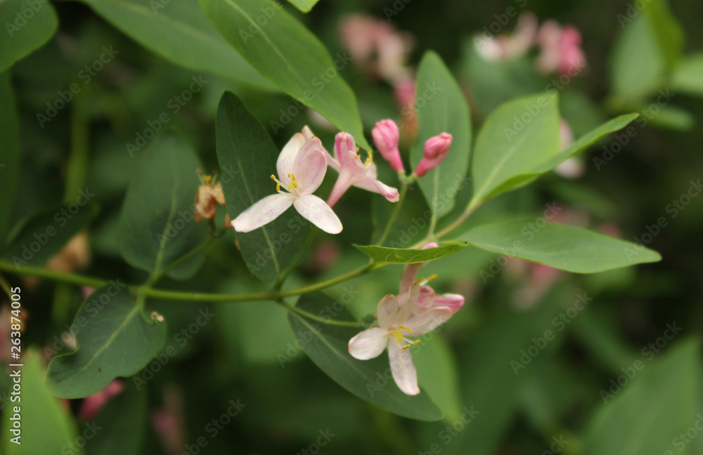 Fototapeta premium pink flower