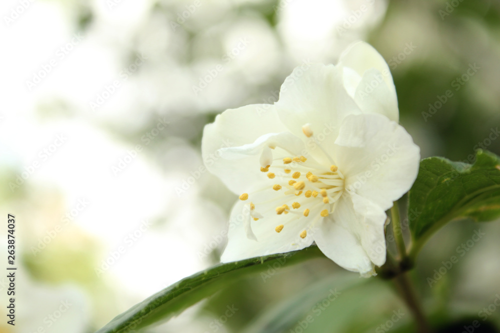  White flower