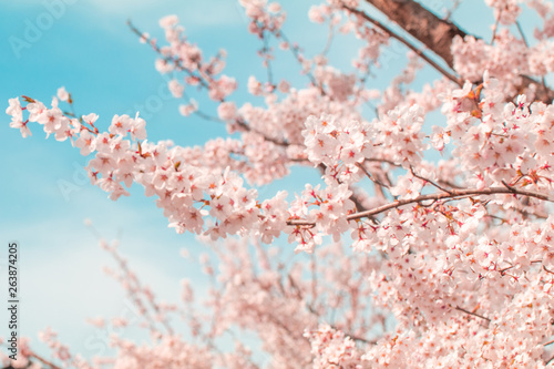 Beautiful cherry blossom or sakura in spring time with blue sky  background in Japan.