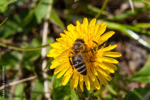 Worker bee on dandelion during spring macro