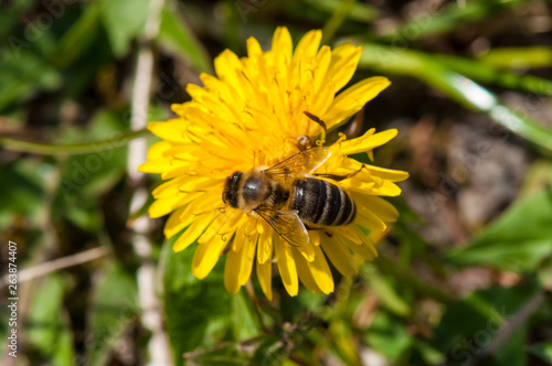 Worker bee on dandelion during spring macro