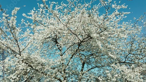 Blossoming Cherry Tree in Full Bloom Softly Sways in Breeze on a Sunny Spring Day photo