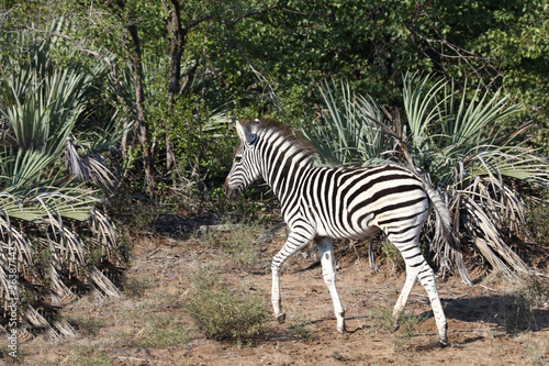 Steppenzebra   Burchell s Zebra   Equus burchellii...