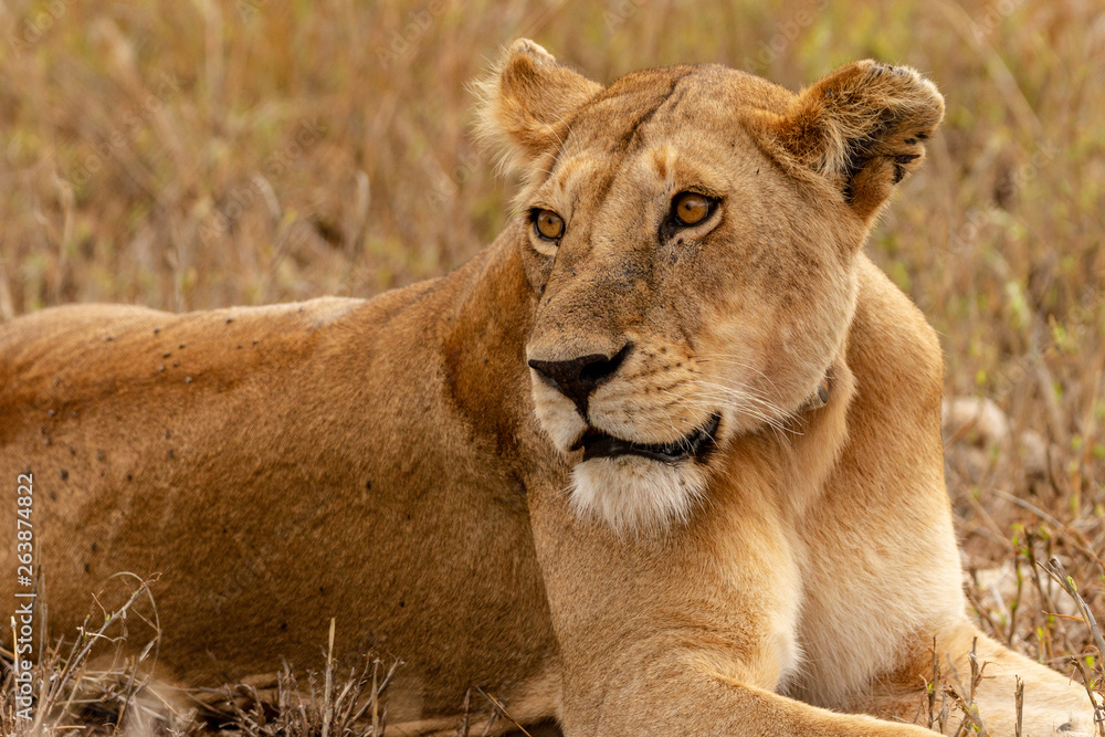 Lioness resting in the bush in Serengeti National Park in Tanzania Lioness resting in the bush in Serengeti National Park in Tanzania