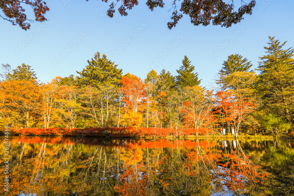 Beautiful Japan autumn at Kumoba Pond or Kumoba ike of Karuizawa ,Nagano Prefecture Japan.