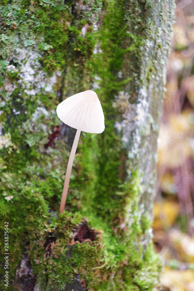 Little white mushroom growing on the trunk of a tree in a forest Little white mushroom growing on the trunk of a tree in a forest