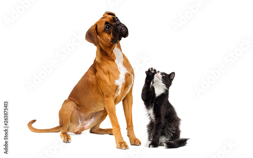 cat and the dog are looking up