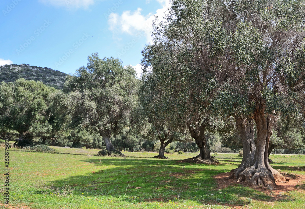 Typical large olive tree in Maremma land, on sunny springtime