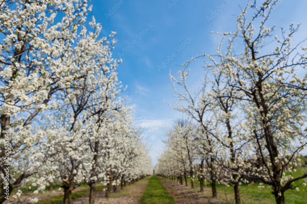 Seasonal spring white plum flowers blossoming. Blossom of plum orchard in Poland