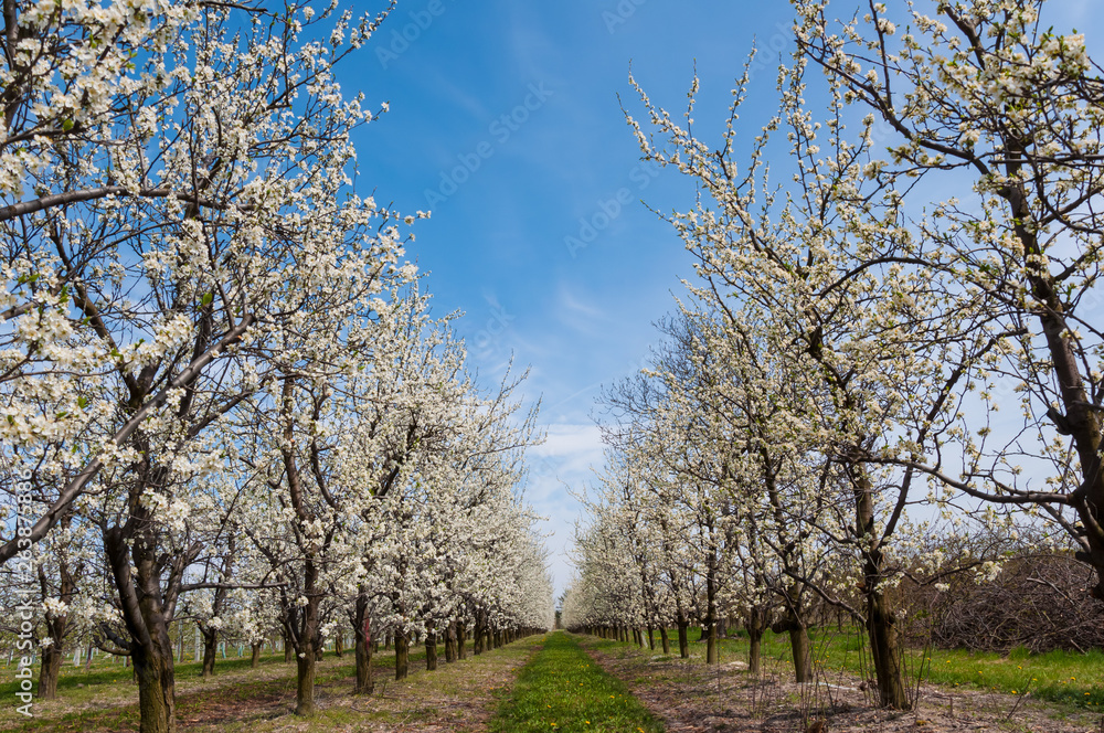 Seasonal spring white plum flowers blossoming. Blossom of plum orchard in Poland