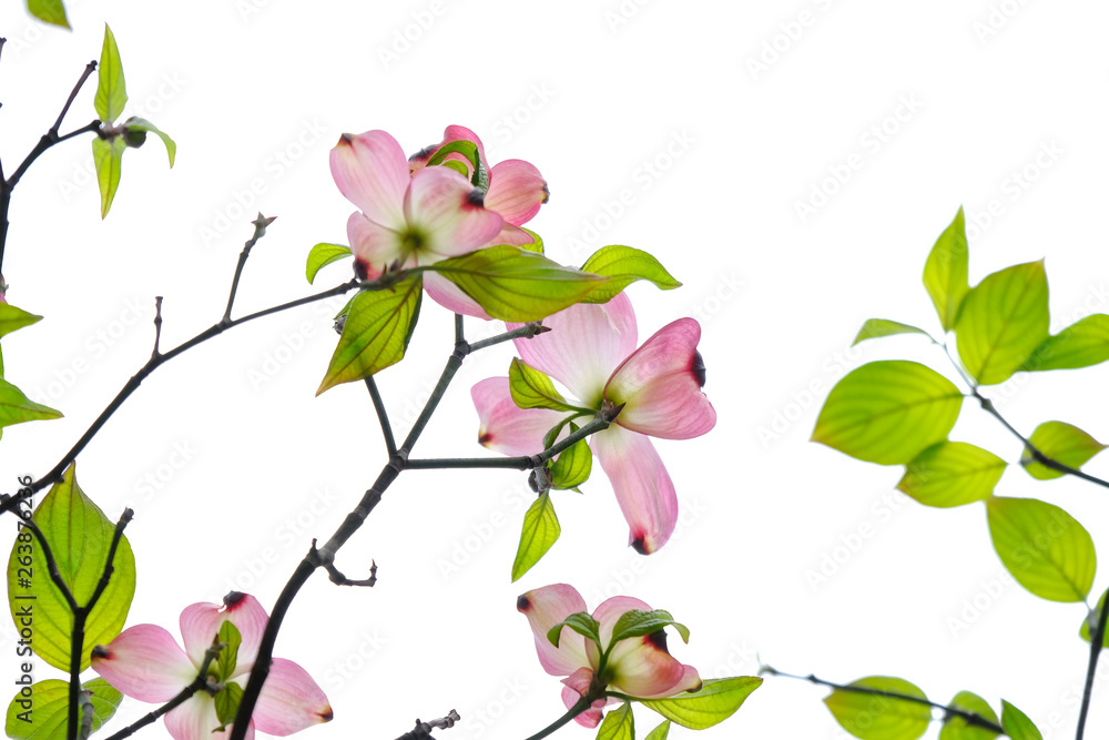 dog wood flower dog wood flower