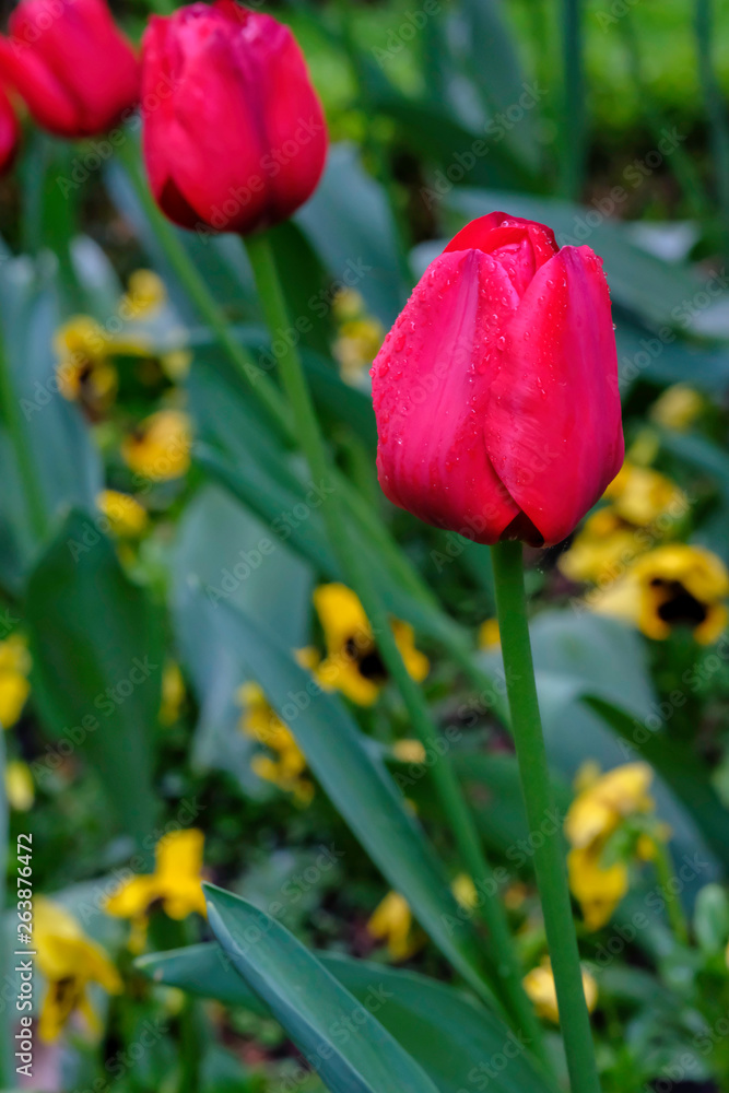 Tulips in spring after the rain Tulips in spring after the rain