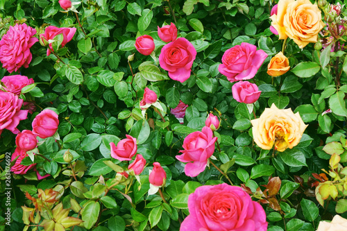 color roses background