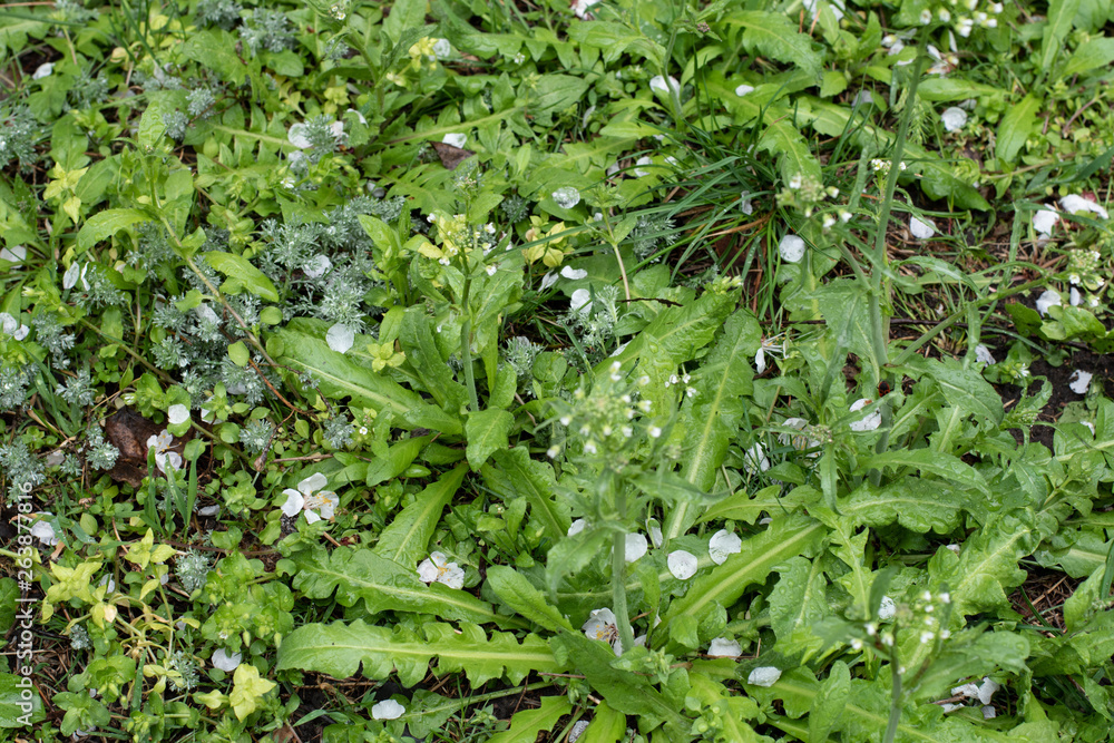 Spring grass Spring grass