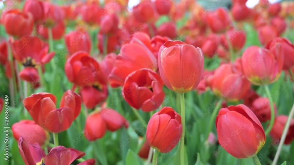 4K : Beautiful pink tulips flower in the garden 4K : Beautiful pink tulips flower in the garden