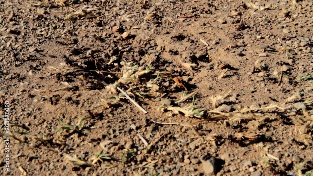 Ants, black ants carrying food and supplies into their ant colony. Ants, black ants carrying food and supplies into their ant colony.