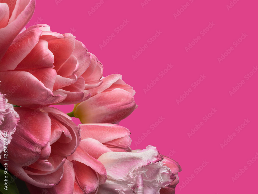pink tulips on pink background with copy space for message. Spring flowers. Greeting card for Valentine's Day, Woman's Day and Mother's Day pink tulips on pink background with copy space for message. Spring flowers. Greeting card for Valentine's Day, Woman's Day and Mother's Day