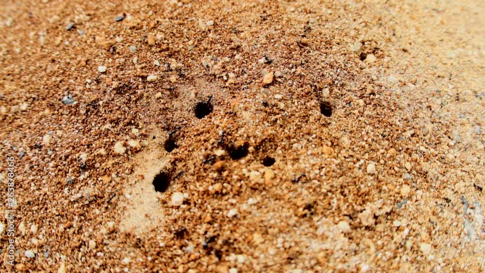 Ants, black ants carrying food and supplies into their ant colony, time-lapse shot. Ants, black ants carrying food and supplies into their ant colony, time-lapse shot.