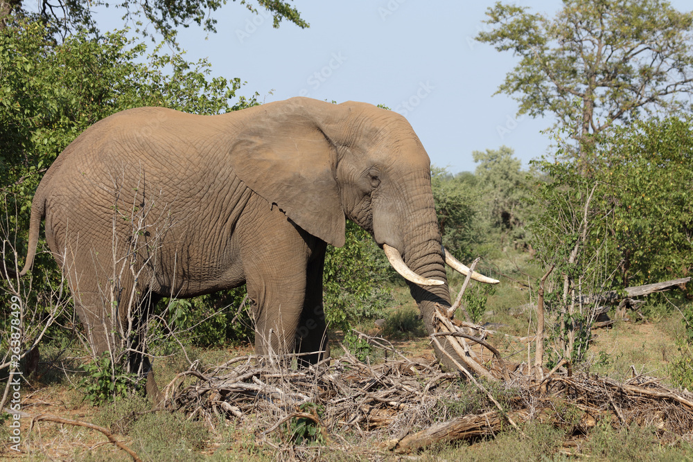 Fototapeta premium Afrikanischer Elefant / African elephant / Loxodonta africana