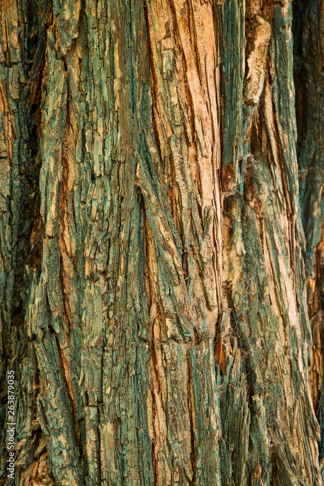 Graphic resources of ancient and aged wood Graphic resources of ancient and aged wood