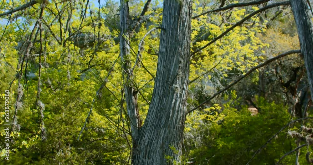 Rack focus from pine trees to cypress trees in a beautiful Texas forest. Rack focus from pine trees to cypress trees in a beautiful Texas forest.
