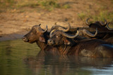 Buffalo herd ruminating whilst cooling off