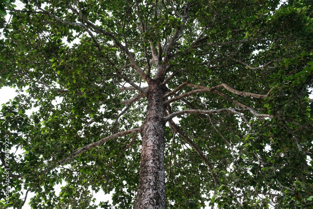 Fototapeta premium ีunder Dipterocarpus alatus tree.