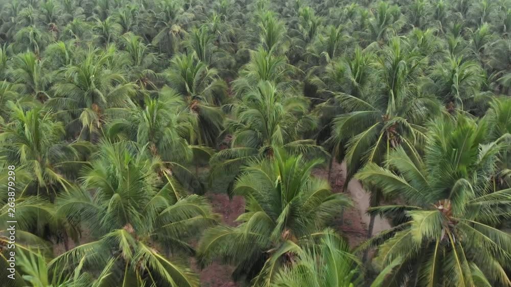 aerial view of coconut farm taken in close-up shot in FPV effect (first-person view). aerial view of coconut farm taken in close-up shot in FPV effect (first-person view).