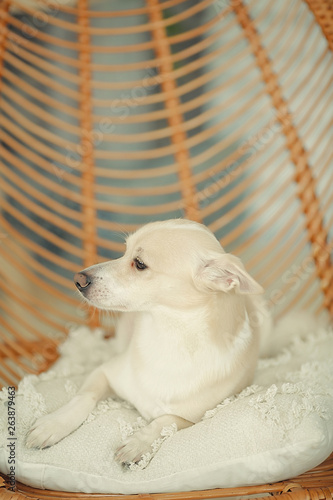 Fototapeta Naklejka Na Ścianę i Meble -  Portrait of a cute dog in a home interior. Pet care