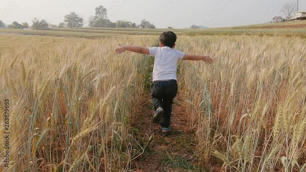 little Asian boy running across wheat field. Slow motion little Asian boy running across wheat field. Slow motion