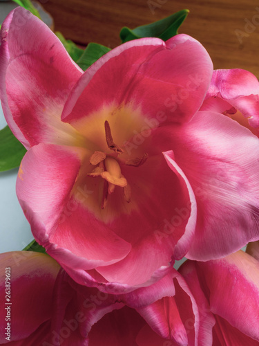 Group of elegant pink rose color springtime tulips . Congratulation card, greeting card concept