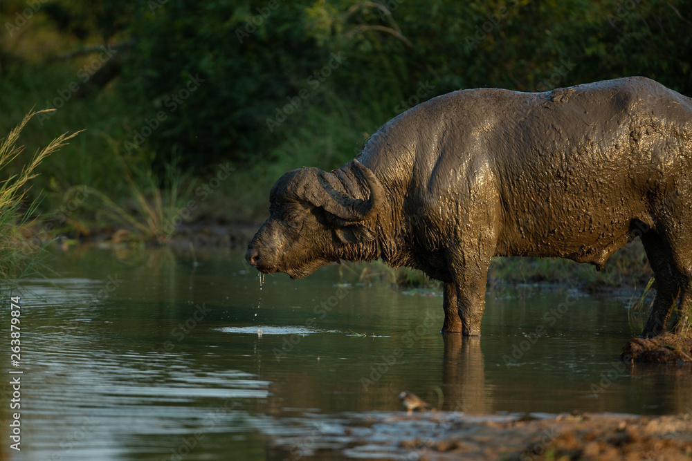 Dagga boy all covered in mud busy drinking water Dagga boy all covered in mud busy drinking water