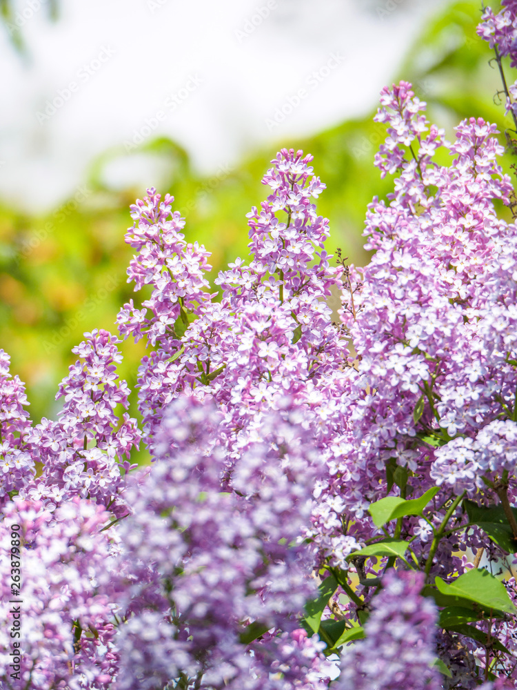 Blooming lilac purple flowers, selective focus. Branch of lilac in the sun light. Blossom in Spring. Spring concept background. Blooming lilac purple flowers, selective focus. Branch of lilac in the sun light. Blossom in Spring. Spring concept background.