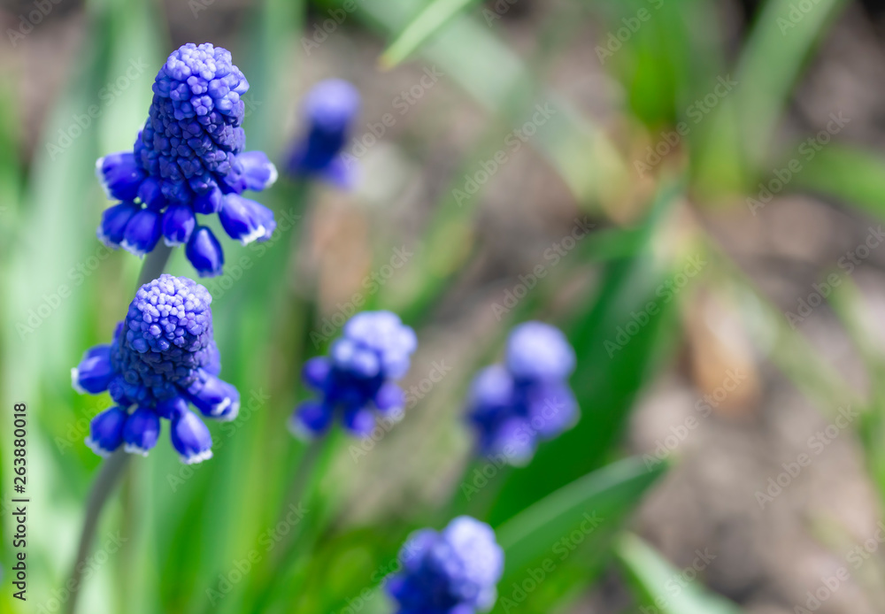Blue flower of hyacinth in spring Blue flower of hyacinth in spring
