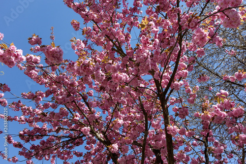 A cherry blossom is a flower of several trees of genus Prunus, particularly the Japanese cherry. Macro photography.