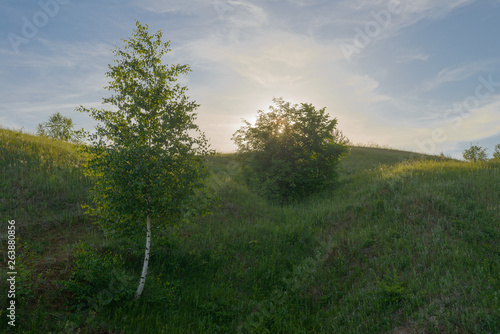 small trees on a green hillside at sunset summer day
