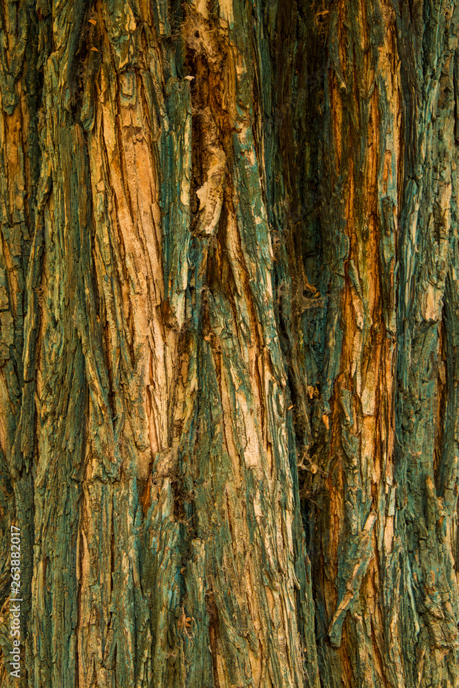 Graphic resources of ancient and aged wood Graphic resources of ancient and aged wood