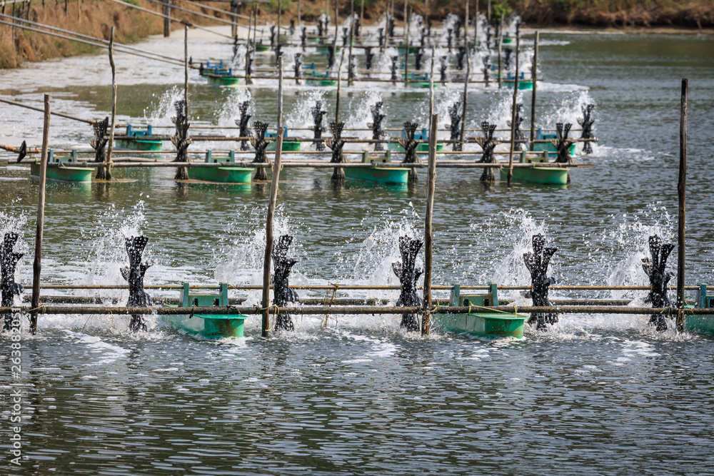 Fototapeta premium Schrimpszucht in Thailand
