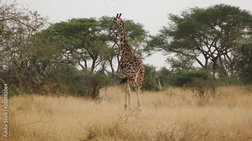 Running Giraffe. Queen Elizabeth National Park, Uganda. photo