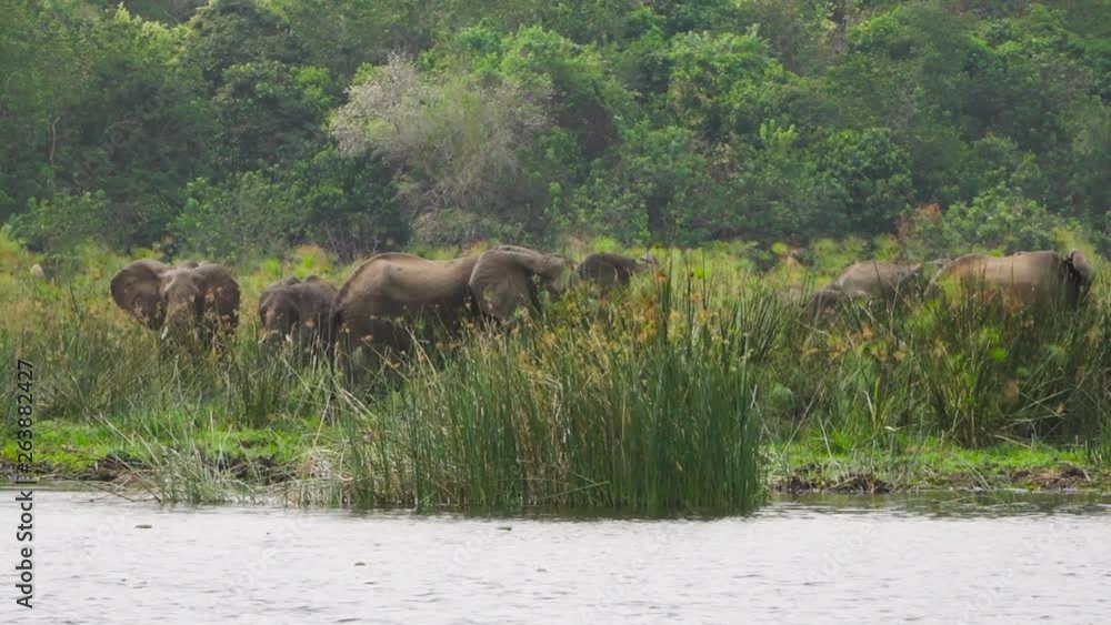 African Elephant Family In Queen Elizabeth National Park, Uganda, Africa. View From a Boat African Elephant Family In Queen Elizabeth National Park, Uganda, Africa. View From a Boat