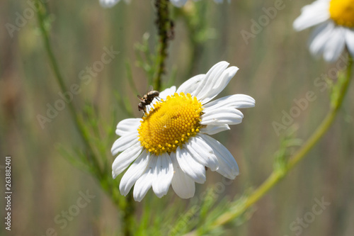Obraz na plátně daisywheel