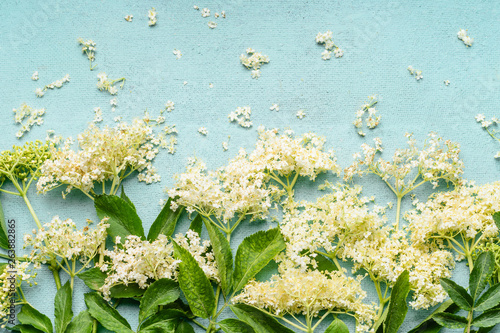 Cuadro en lienzo Close up of elderflowers branches on light blue background, top view