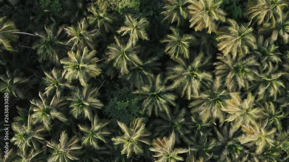 Slow aerial shoot over the beautiful palm tree forest in the unspoiled islands São Tomé and Príncipe off the West coast of Africa Slow aerial shoot over the beautiful palm tree forest in the unspoiled islands São Tomé and Príncipe off the West coast of Africa